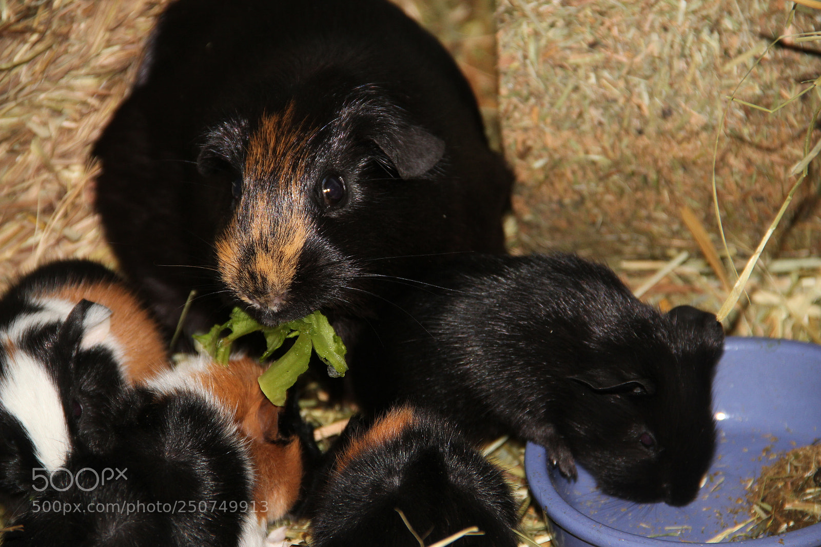 Canon EF-S 18-135mm F3.5-5.6 IS sample photo. Mom and babys eat photography