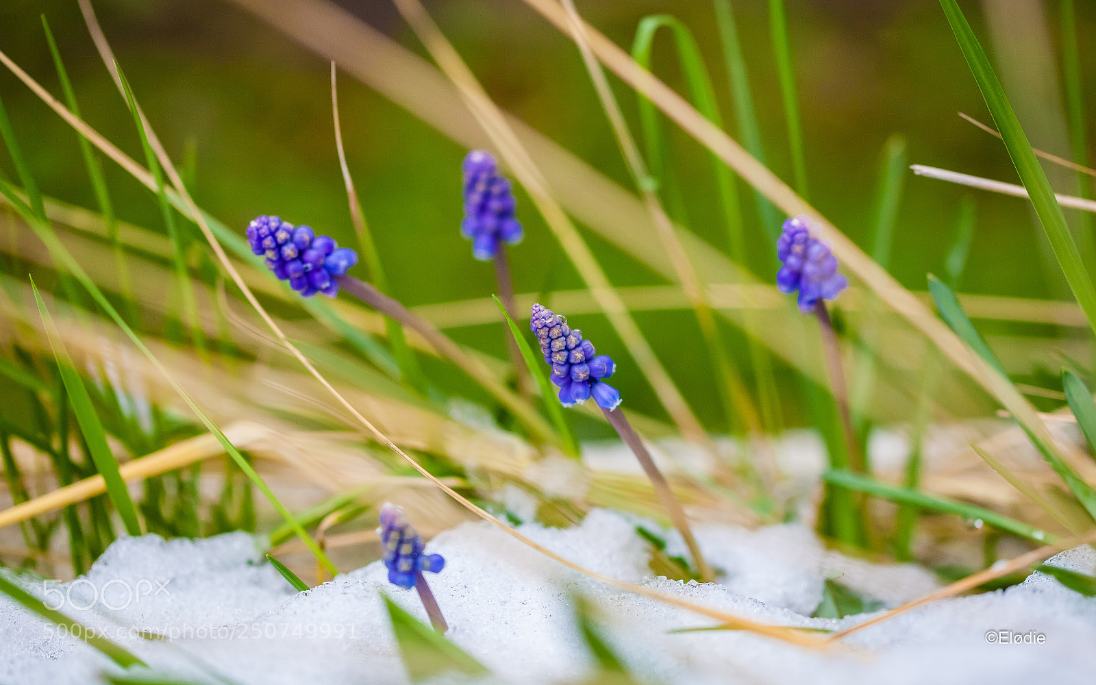 Canon EOS 5D Mark II sample photo. En avant la neige photography