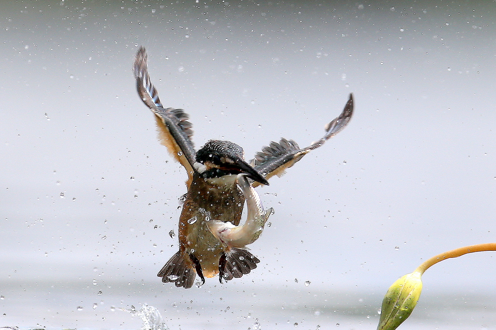 Canon EOS-1D X + Canon EF 600mm f/4L IS sample photo. 물총새사냥 photography