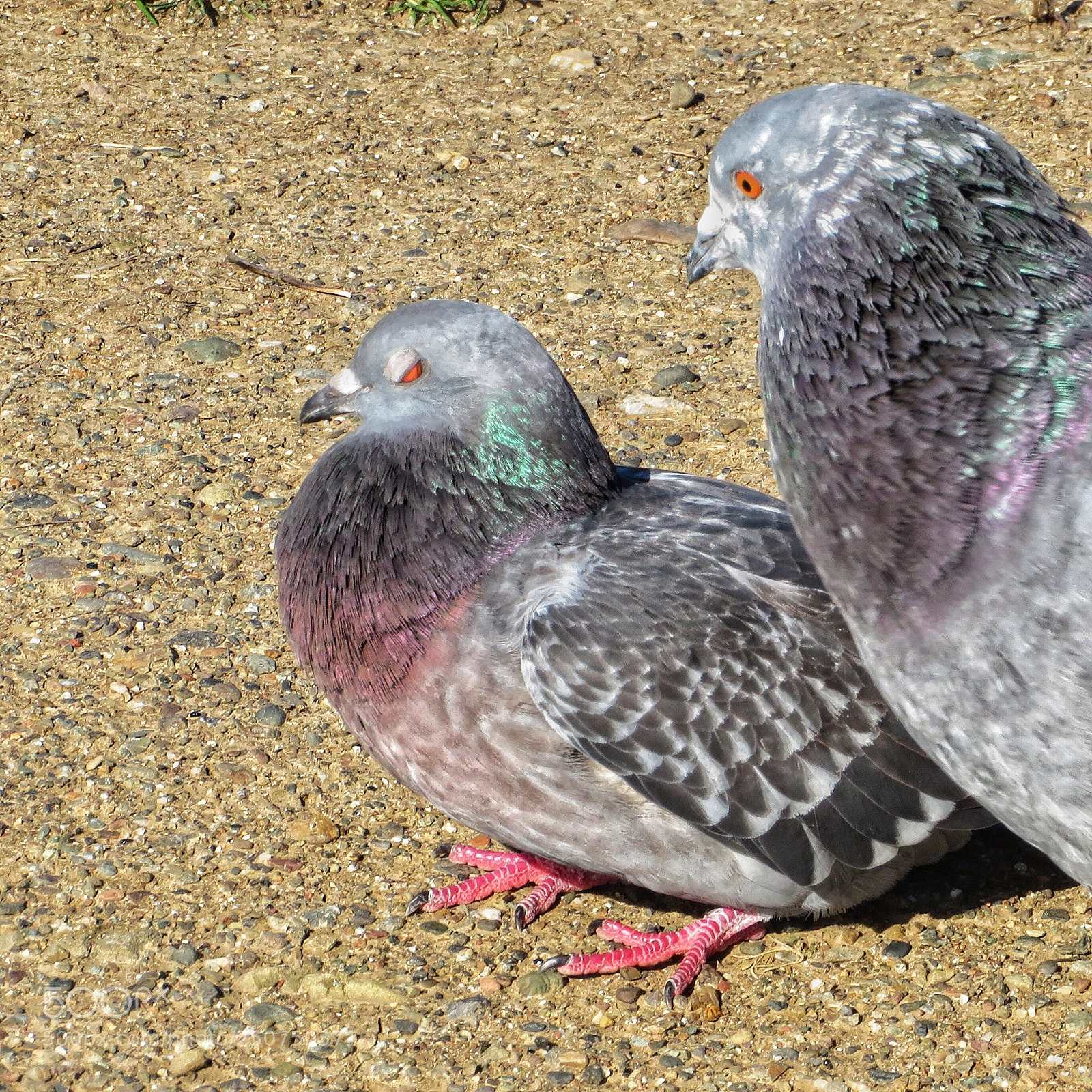 Canon PowerShot SX720 HS sample photo. Rejection  photography