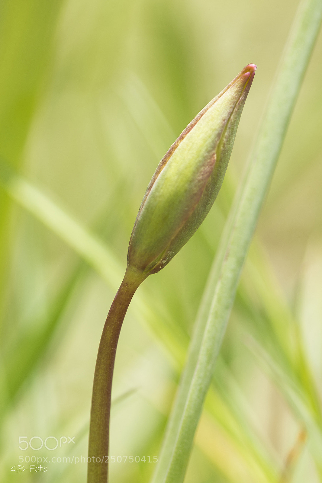 Nikon D500 sample photo. Wilde tulpen photography