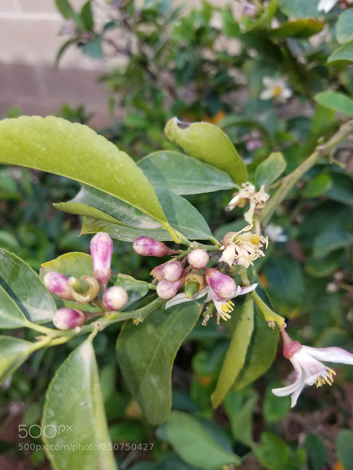 Samsung Galaxy S7 sample photo. Lemon photography