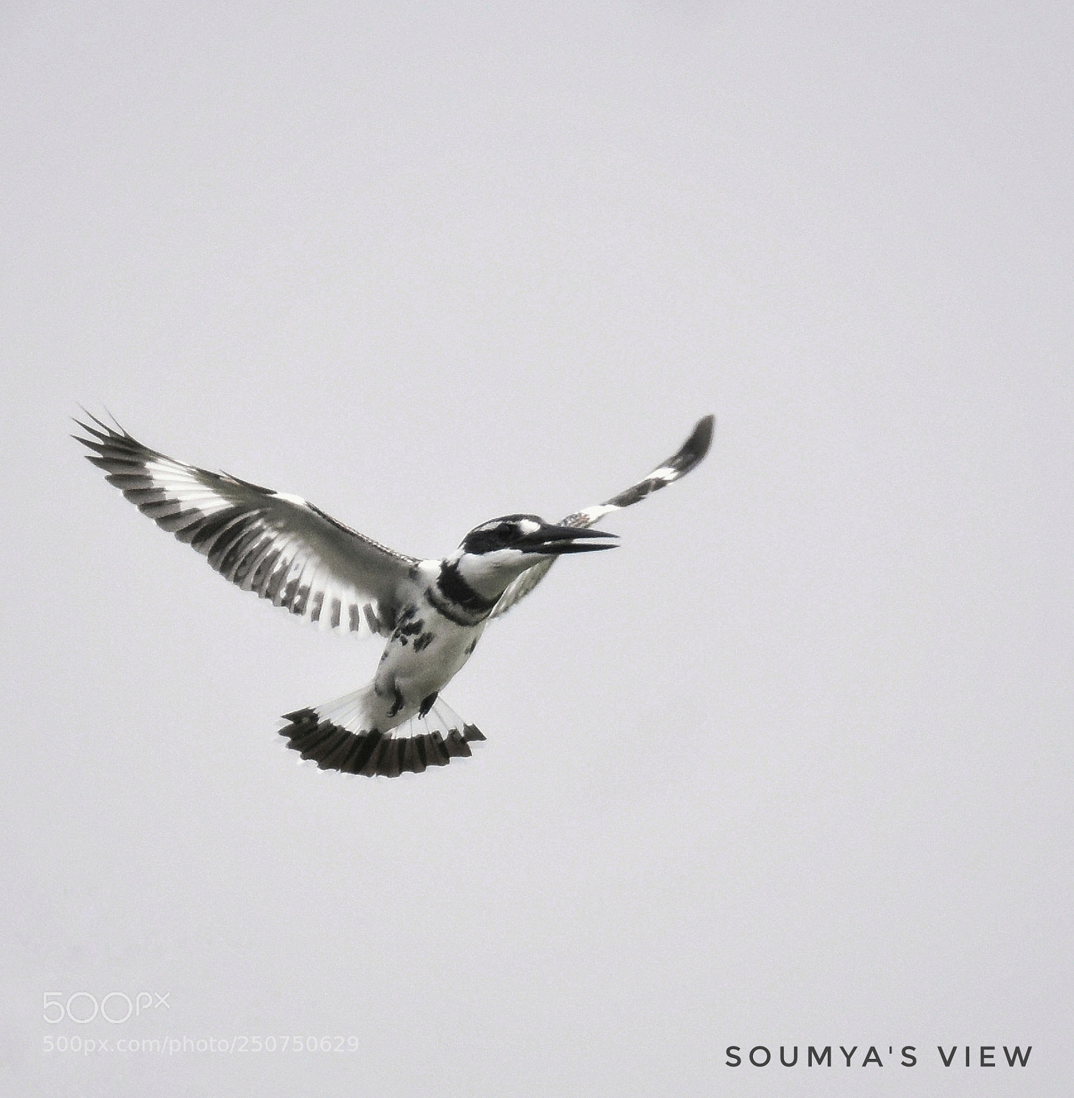 Nikon D7200 sample photo. Hovering photography