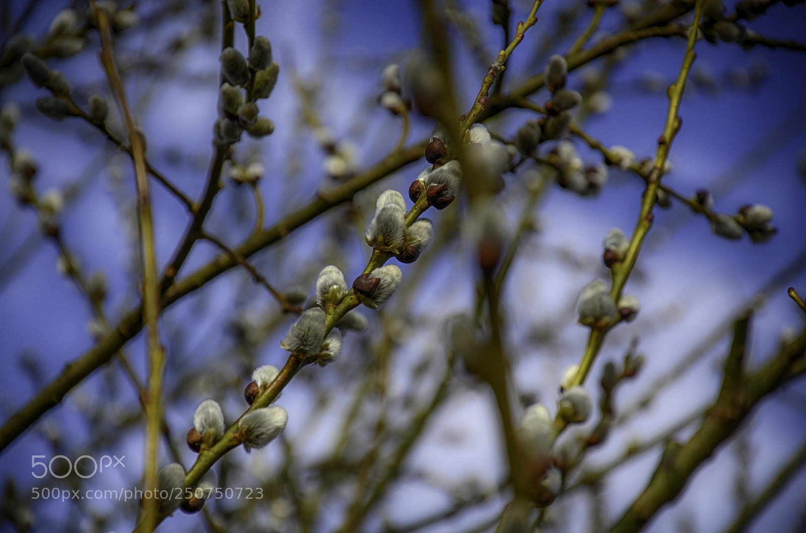Nikon D7000 sample photo. Spring  photography