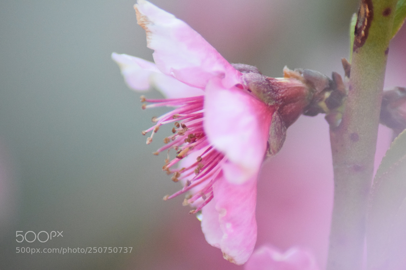 Nikon D3300 sample photo. Springtime photography