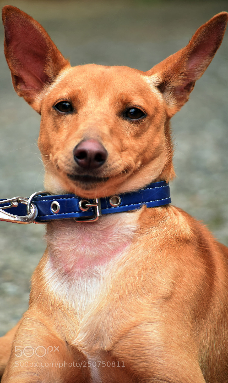 Nikon D5300 sample photo. He's happy... photography