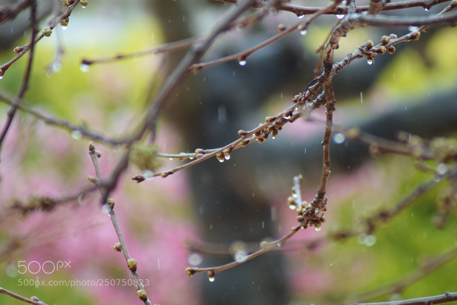 Nikon D3300 sample photo. It's rainning photography