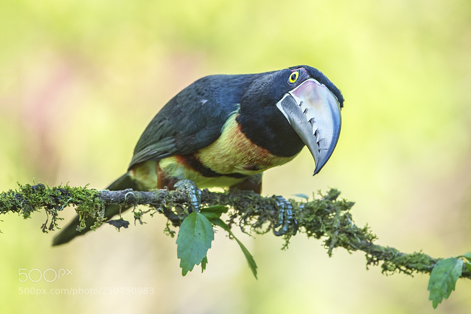 Nikon D4 sample photo. Collared aracari photography