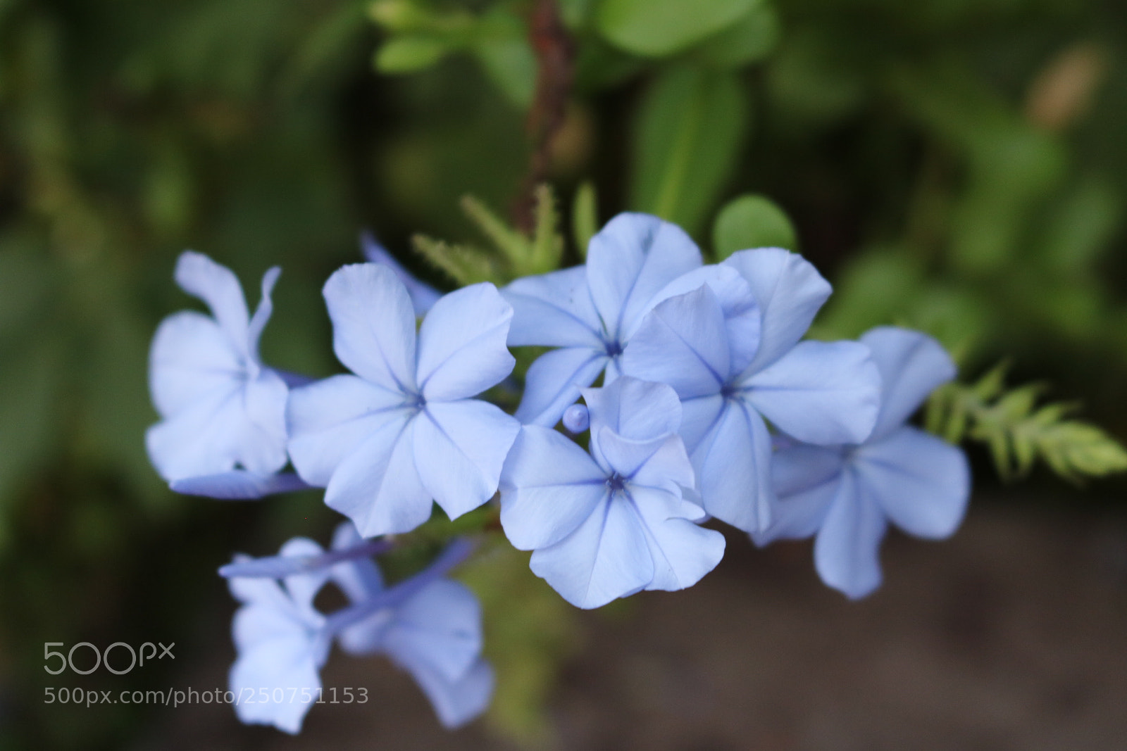 Canon EOS 750D (EOS Rebel T6i / EOS Kiss X8i) sample photo. Untitled photography
