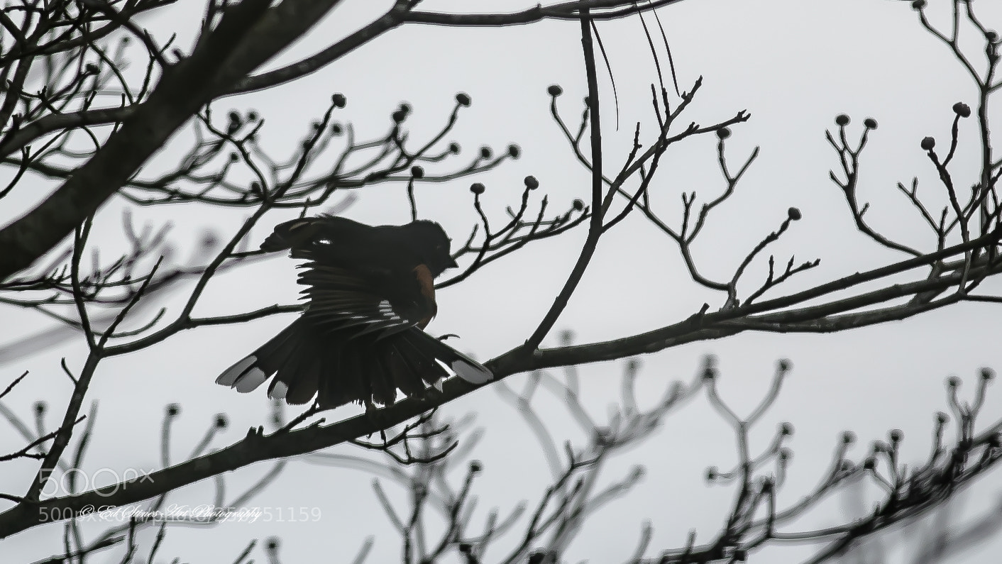 Canon EOS 7D Mark II sample photo. Eastern towhee preening in photography