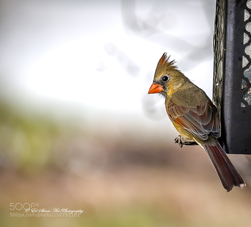 Canon EOS 7D Mark II sample photo. Young male cardinal photography