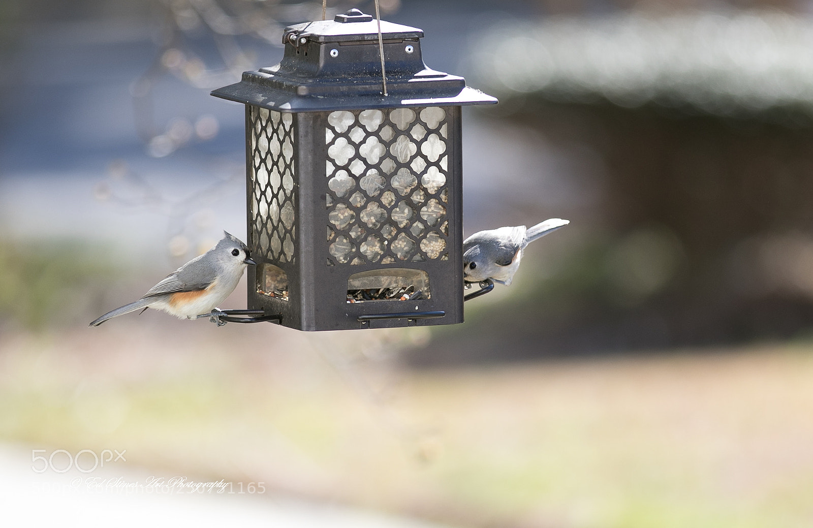 Canon EOS 7D Mark II sample photo. Pair of tufted titmouse photography