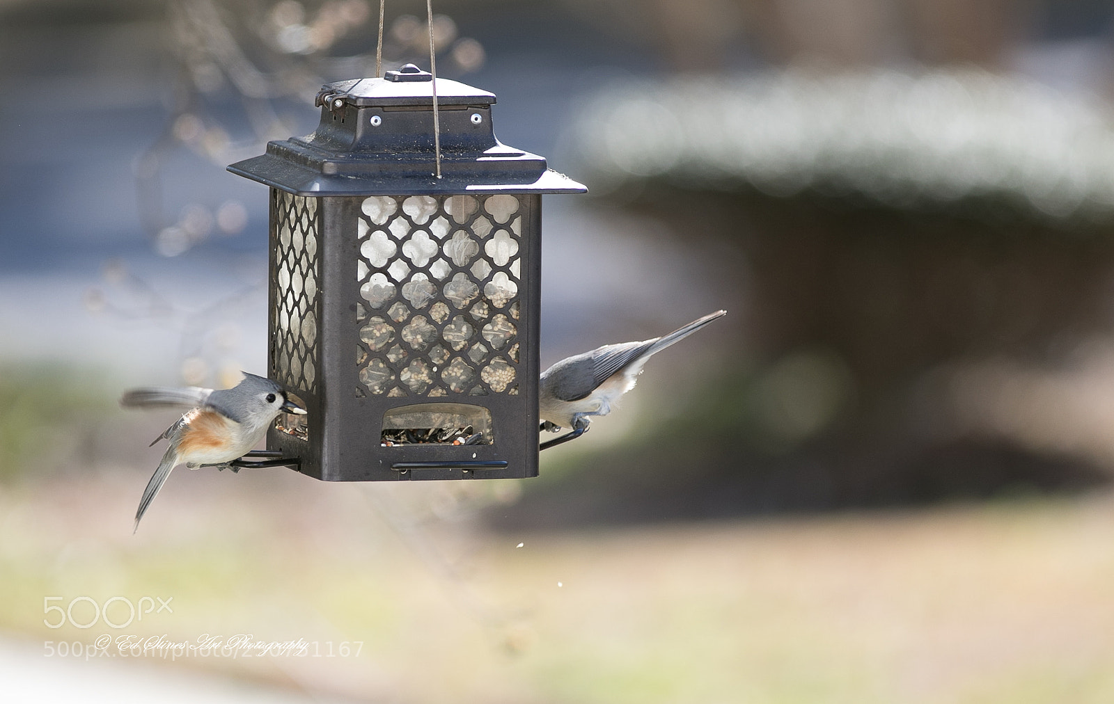 Canon EOS 7D Mark II sample photo. Pair of tufted titmouse photography