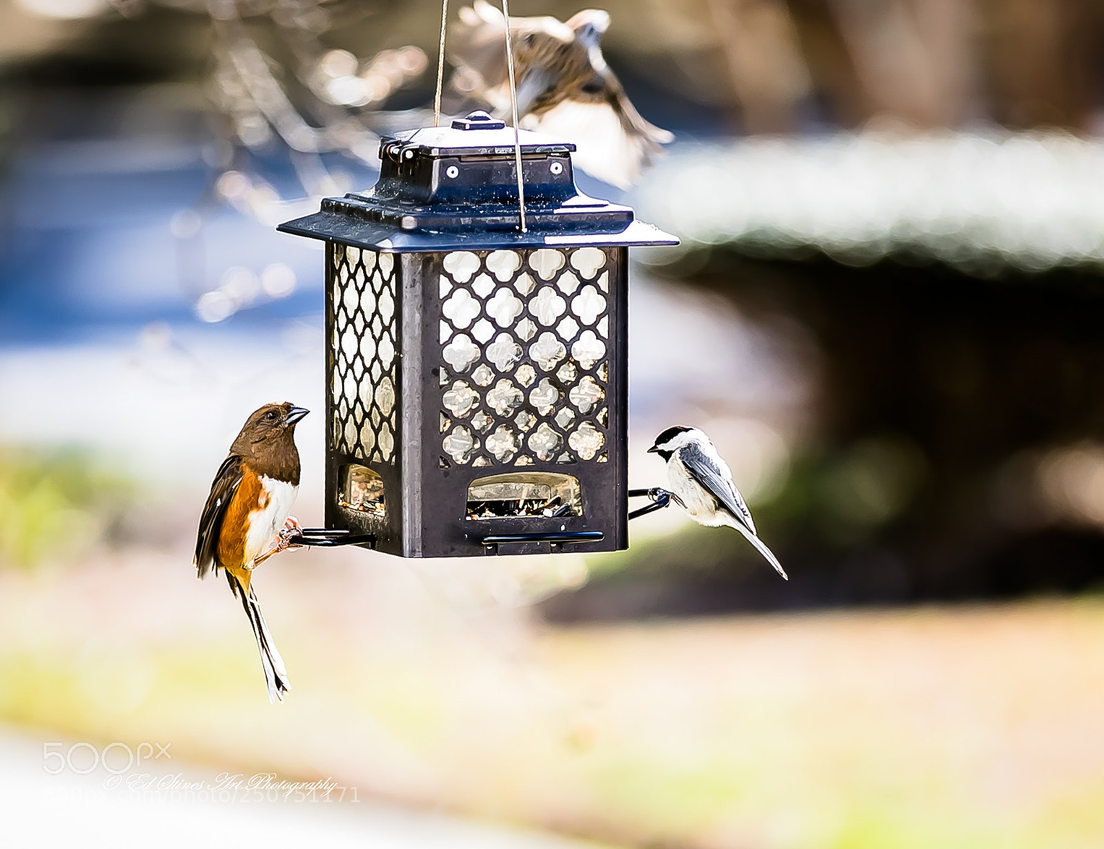 Canon EOS 7D Mark II sample photo. Titmouse meets eastern towhee photography