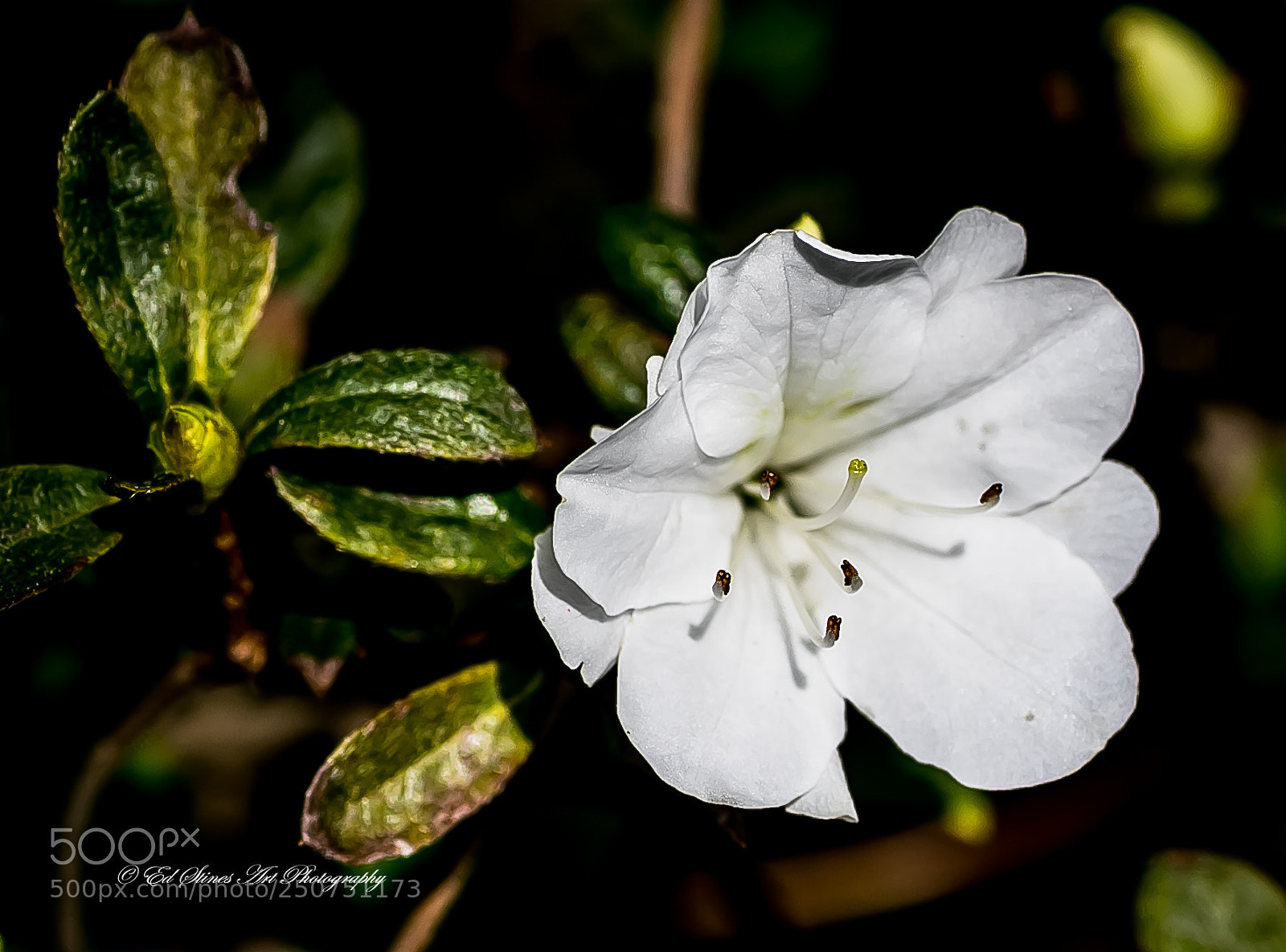 Canon EOS 7D Mark II sample photo. White azaleas photography