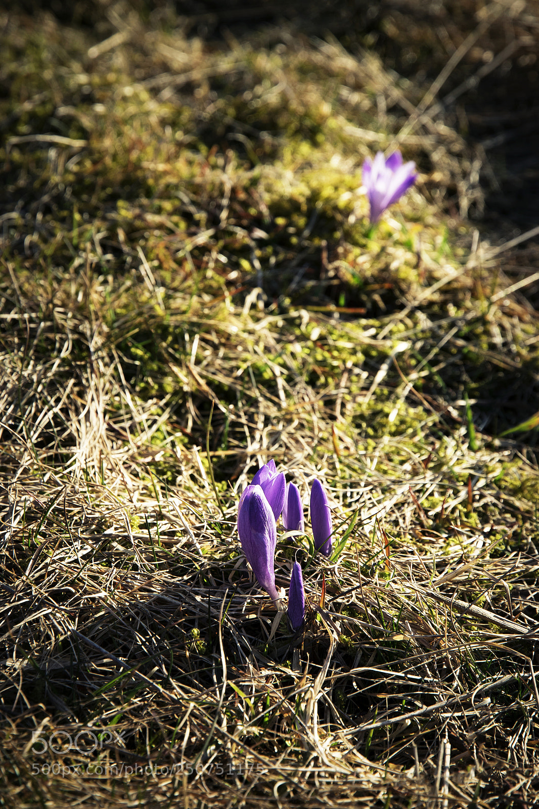 Nikon D5500 sample photo. Blooming saffron flower photography