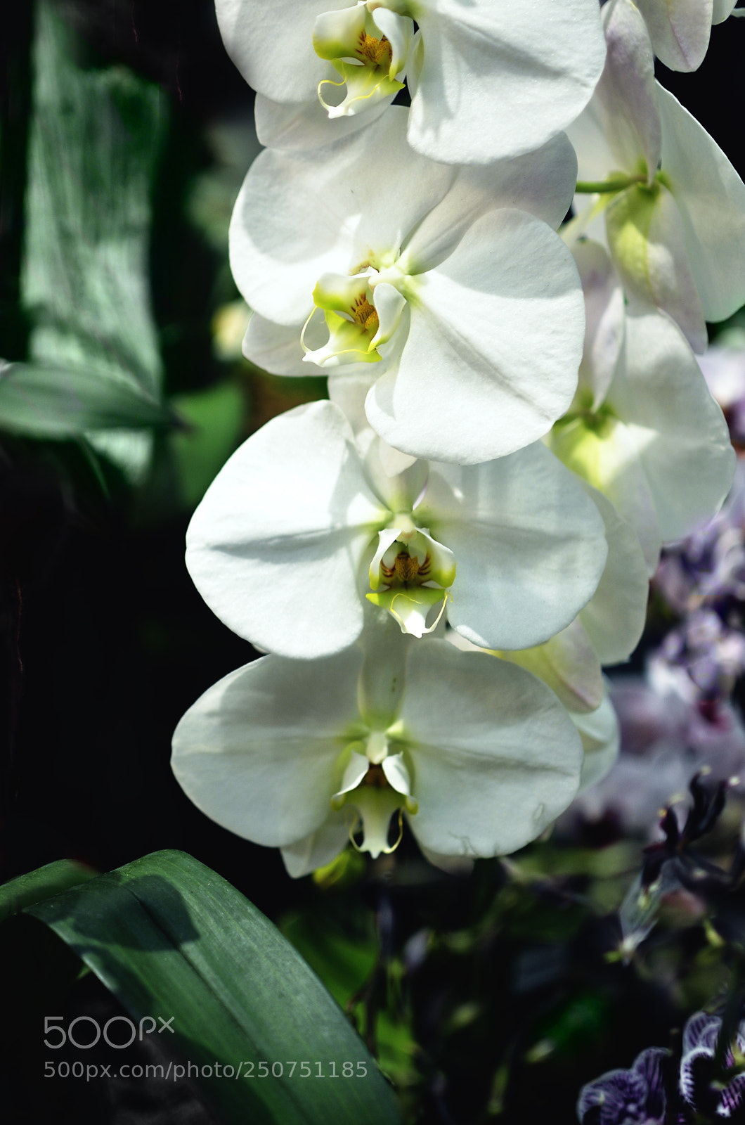 Nikon D7000 sample photo. Orchids photography