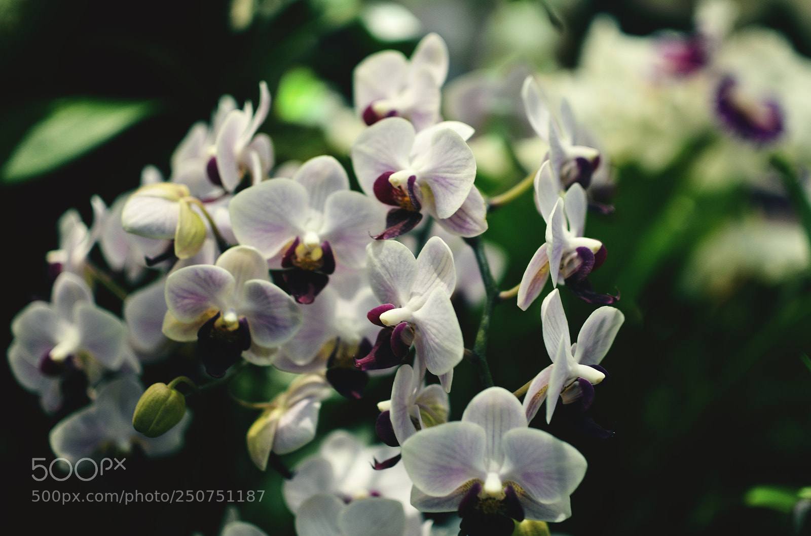Nikon D7000 sample photo. Orchids photography