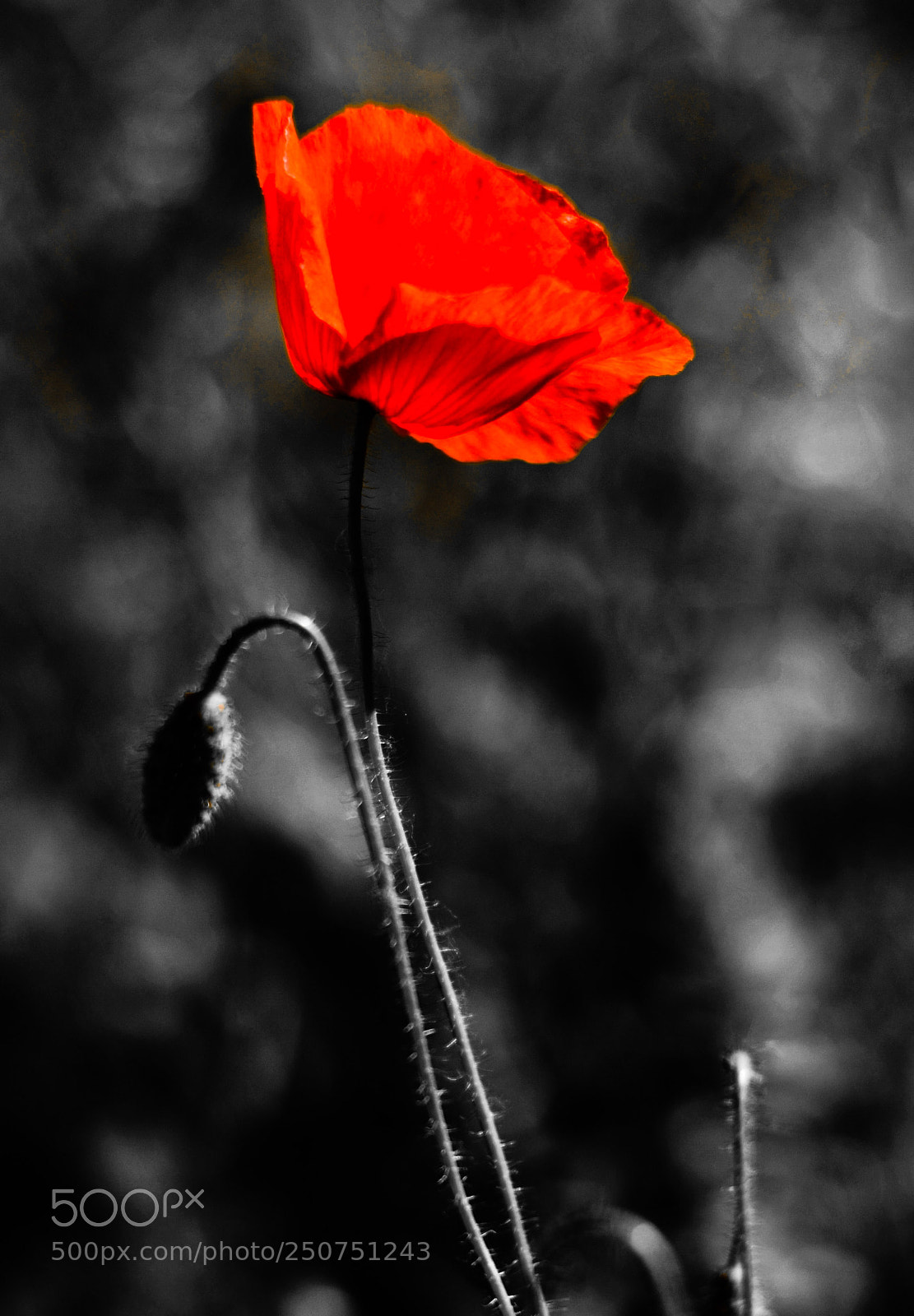 Nikon D7000 sample photo. Poppy photography