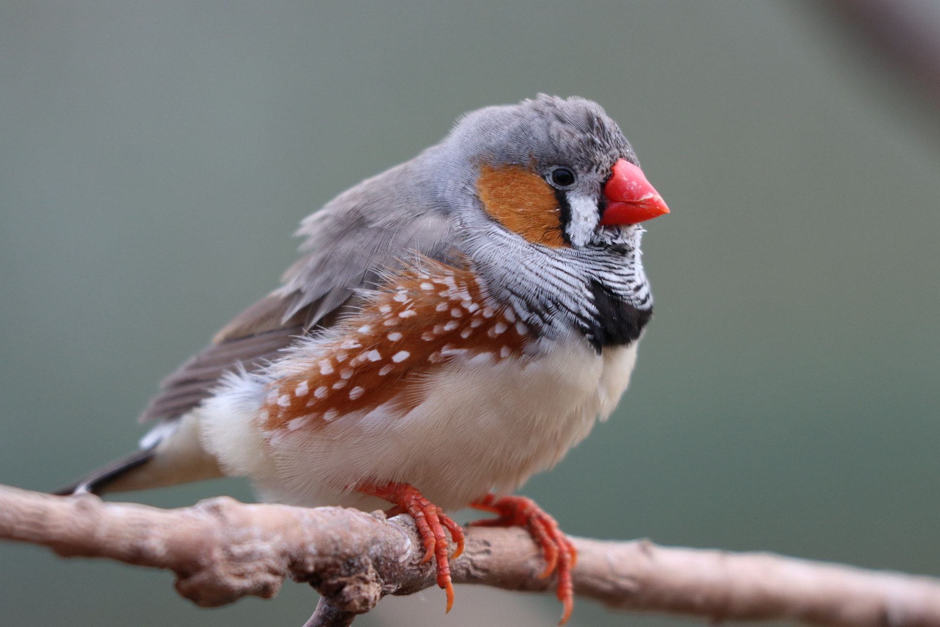 Canon EF 70-300 F4-5.6 IS II USM sample photo. Vogel mit tiefenschärfe photography