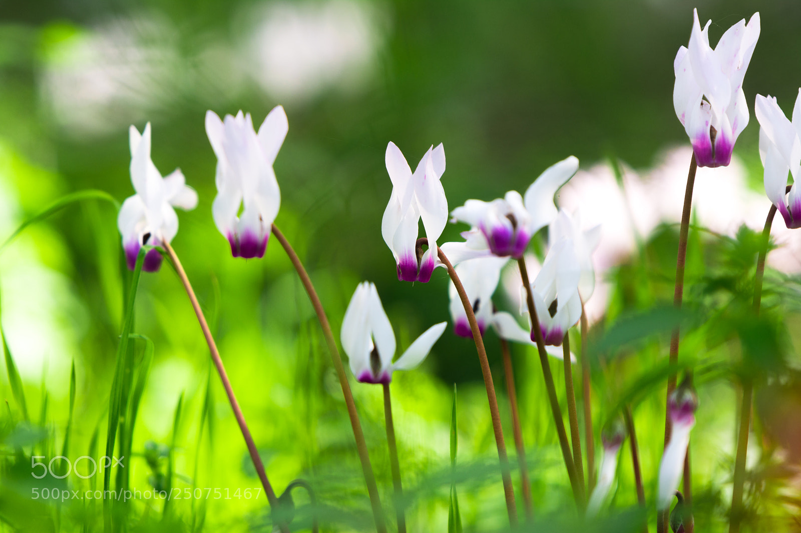 Nikon D7100 sample photo. Cyclamens photography