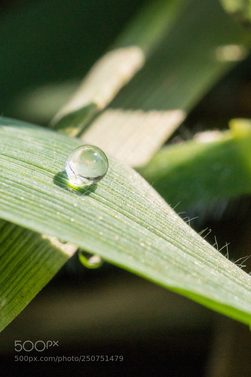 Sony a6300 sample photo. Water droplet photography