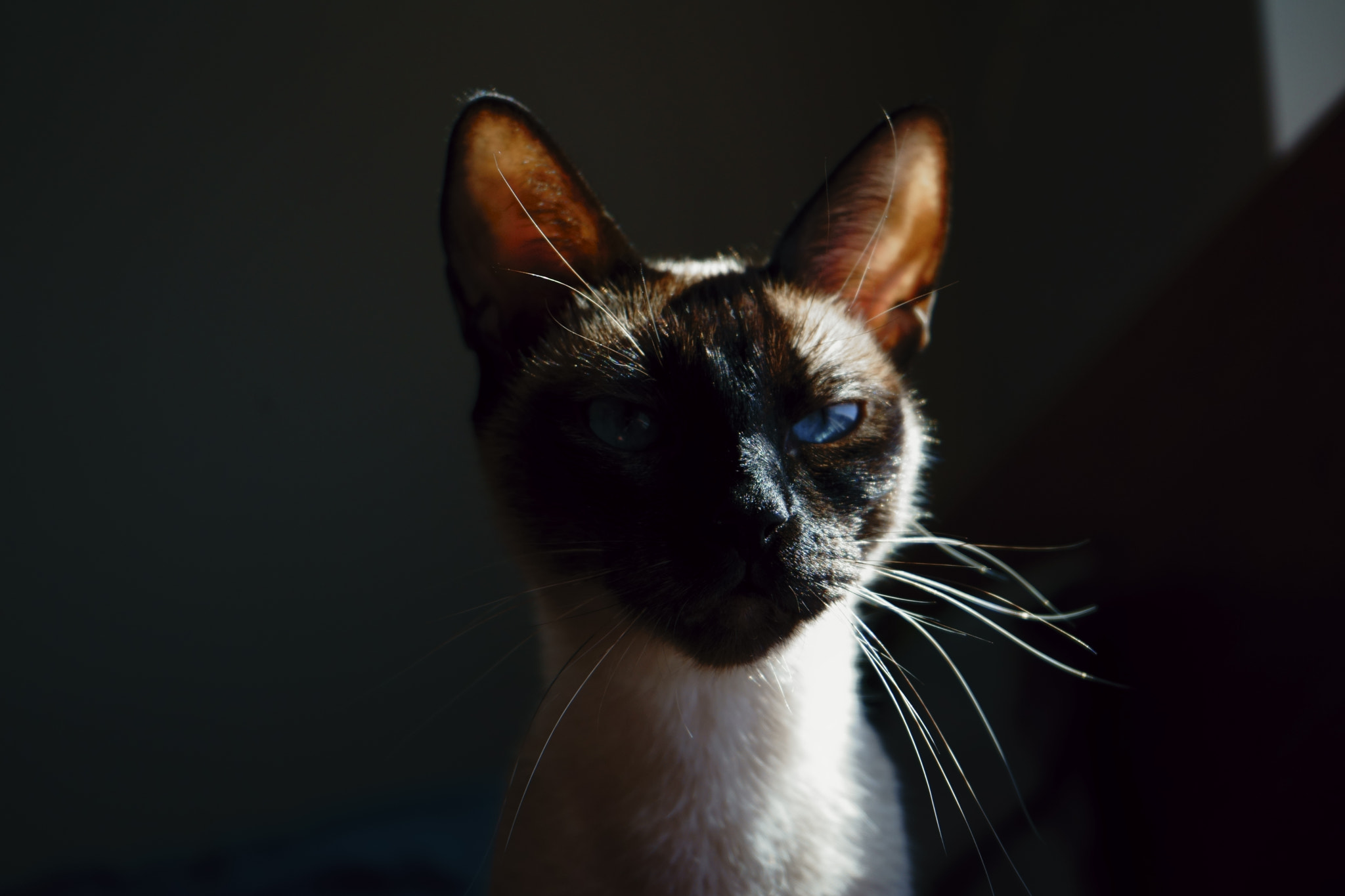 Sony FE 28-70mm F3.5-5.6 OSS sample photo. Luna photography