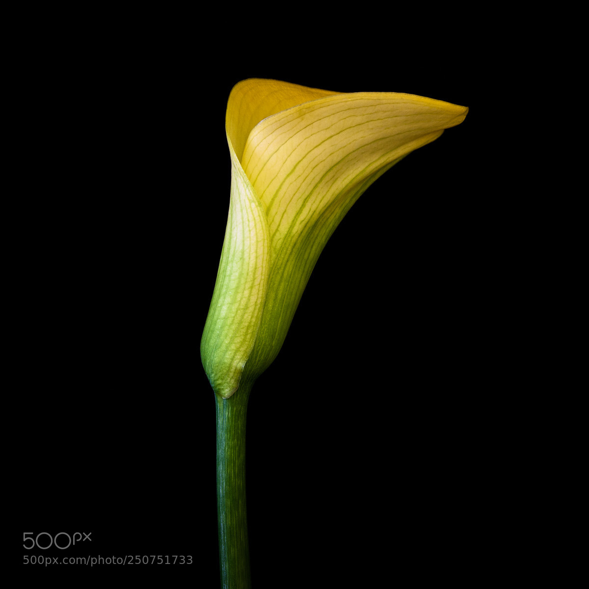Canon EOS 5D Mark II sample photo. Calla lily photography