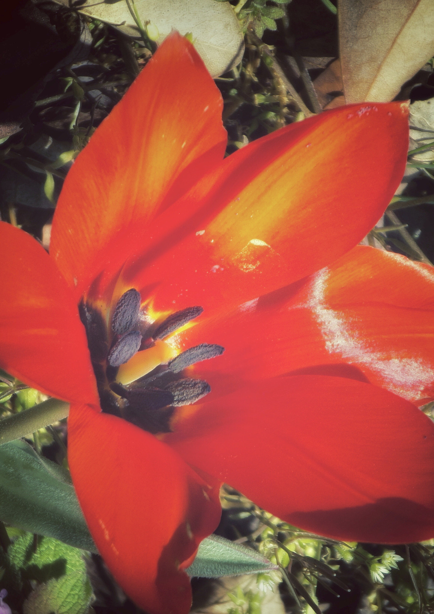 Kodak PIXPRO AZ251 sample photo. The flower photography