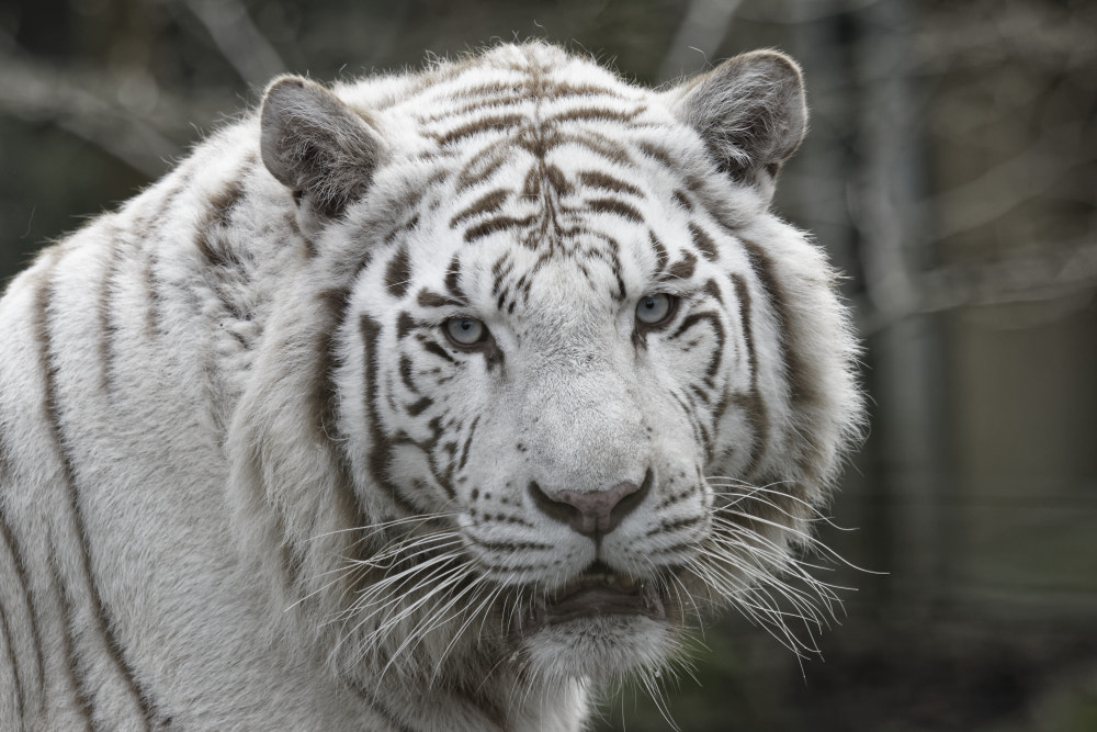 Canon EOS 80D + Canon EF 100-400mm F4.5-5.6L IS USM sample photo. Tigre blanc du zoo de beauval photography