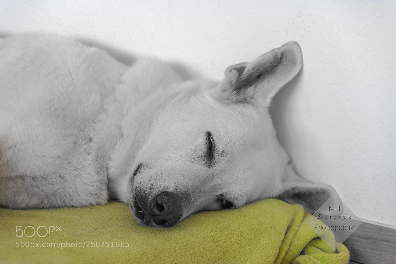 Canon EOS 600D (Rebel EOS T3i / EOS Kiss X5) sample photo. White_shepard_3 photography