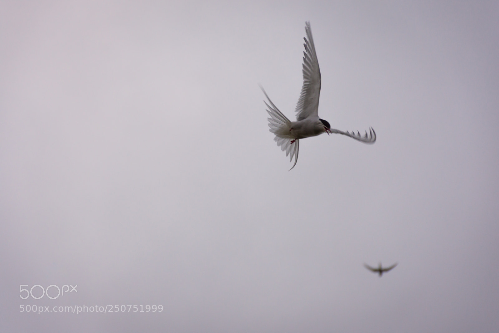 Nikon D7200 sample photo. Terns in flight #1 photography