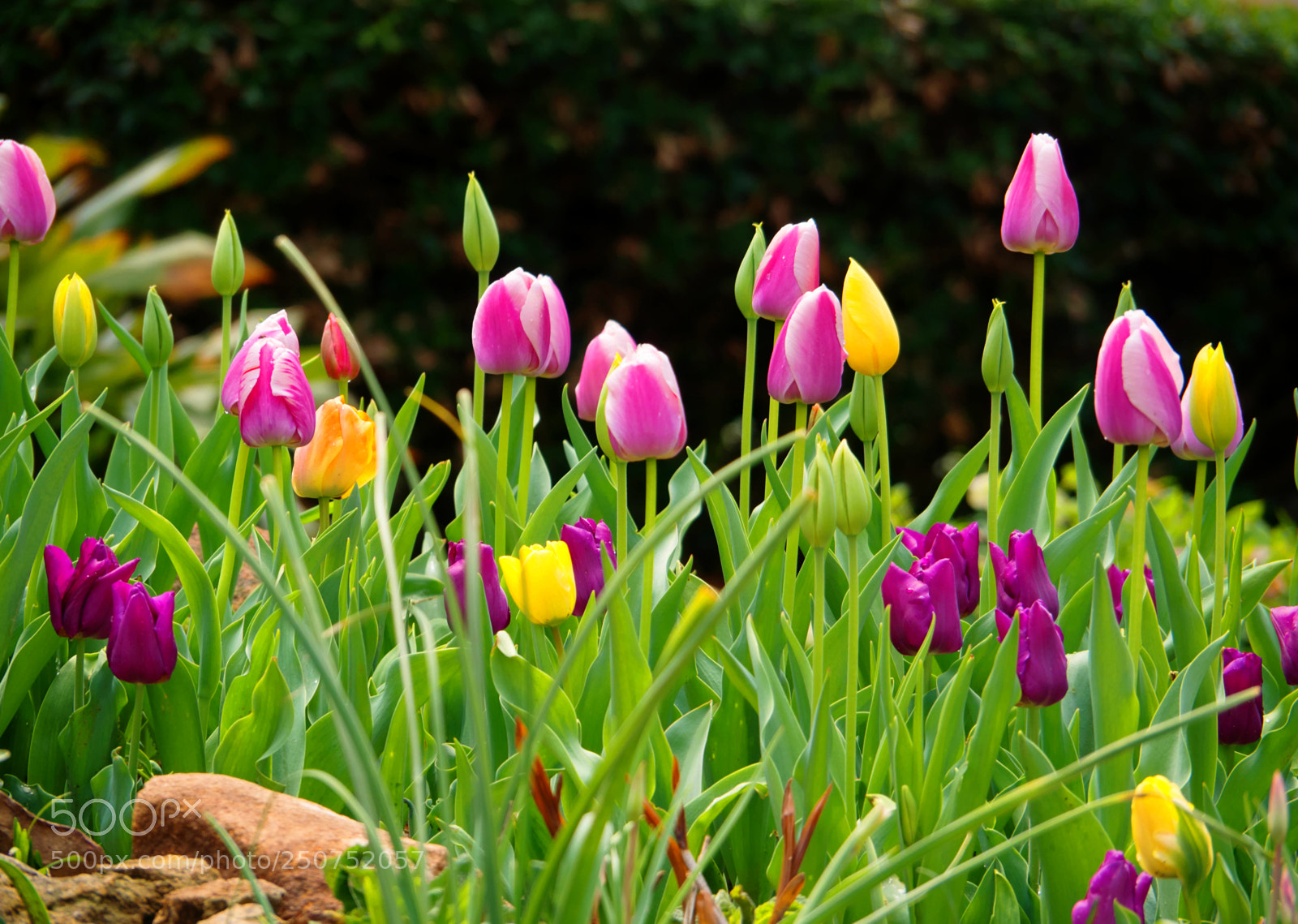 Panasonic Lumix DMC-G85 (Lumix DMC-G80) sample photo. Tulips photography