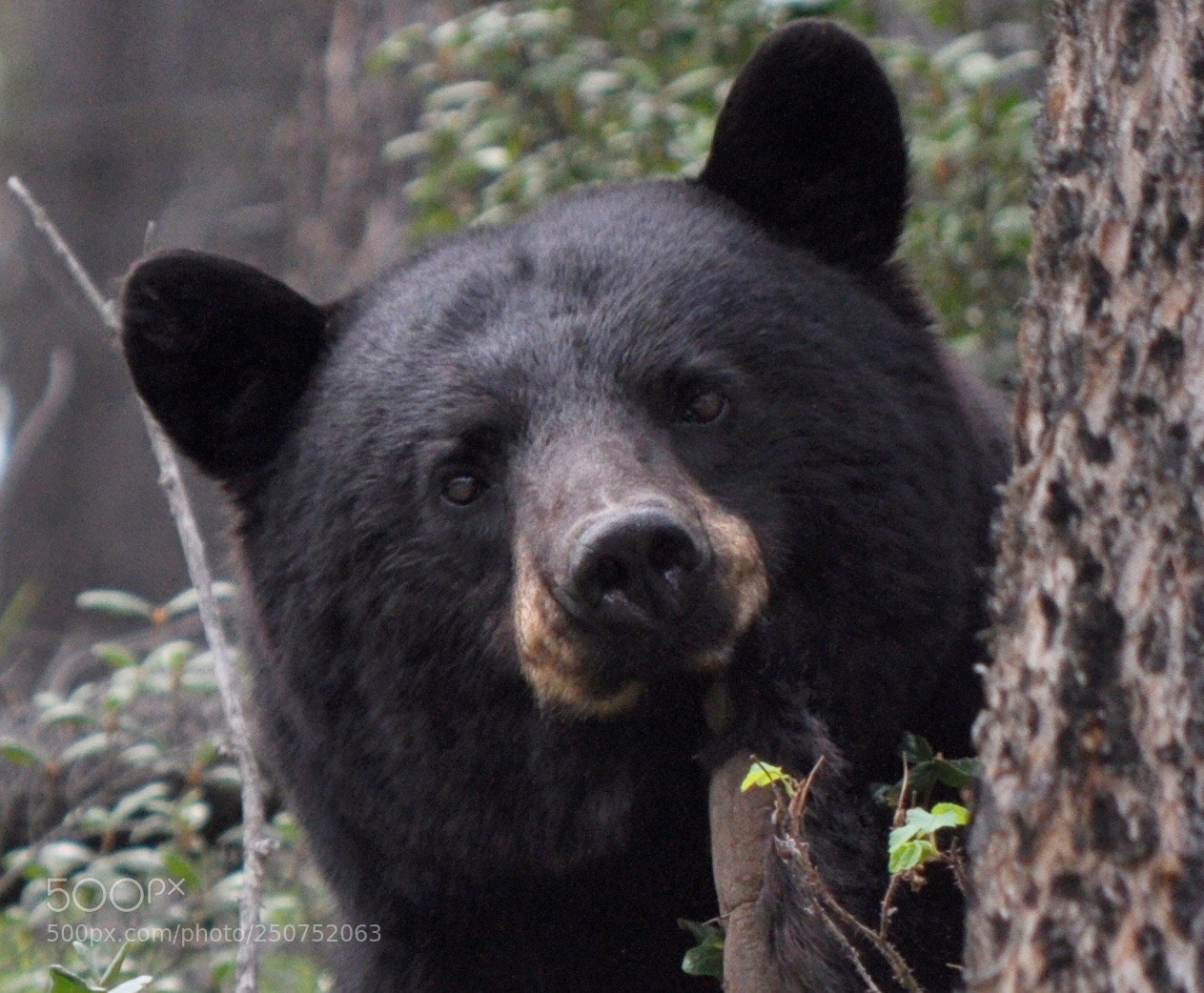 Nikon D90 sample photo. Black bear photography