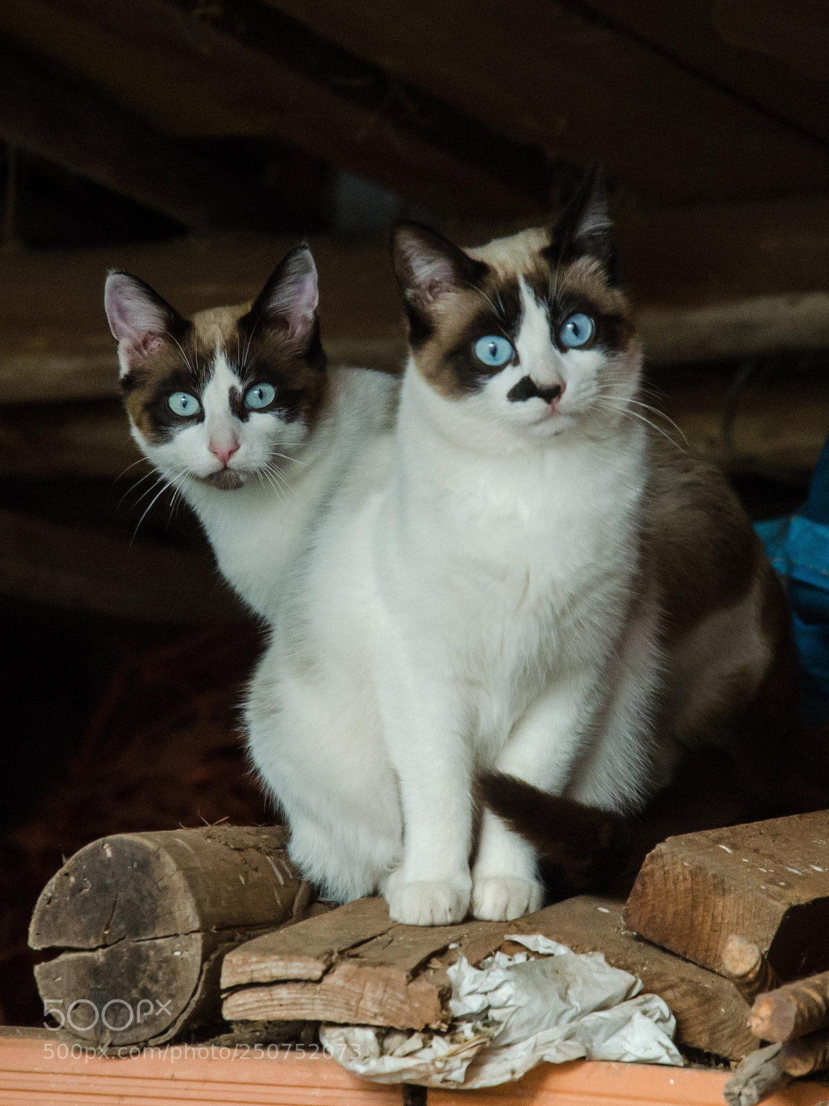 Nikon D7000 sample photo. Twin cats photography