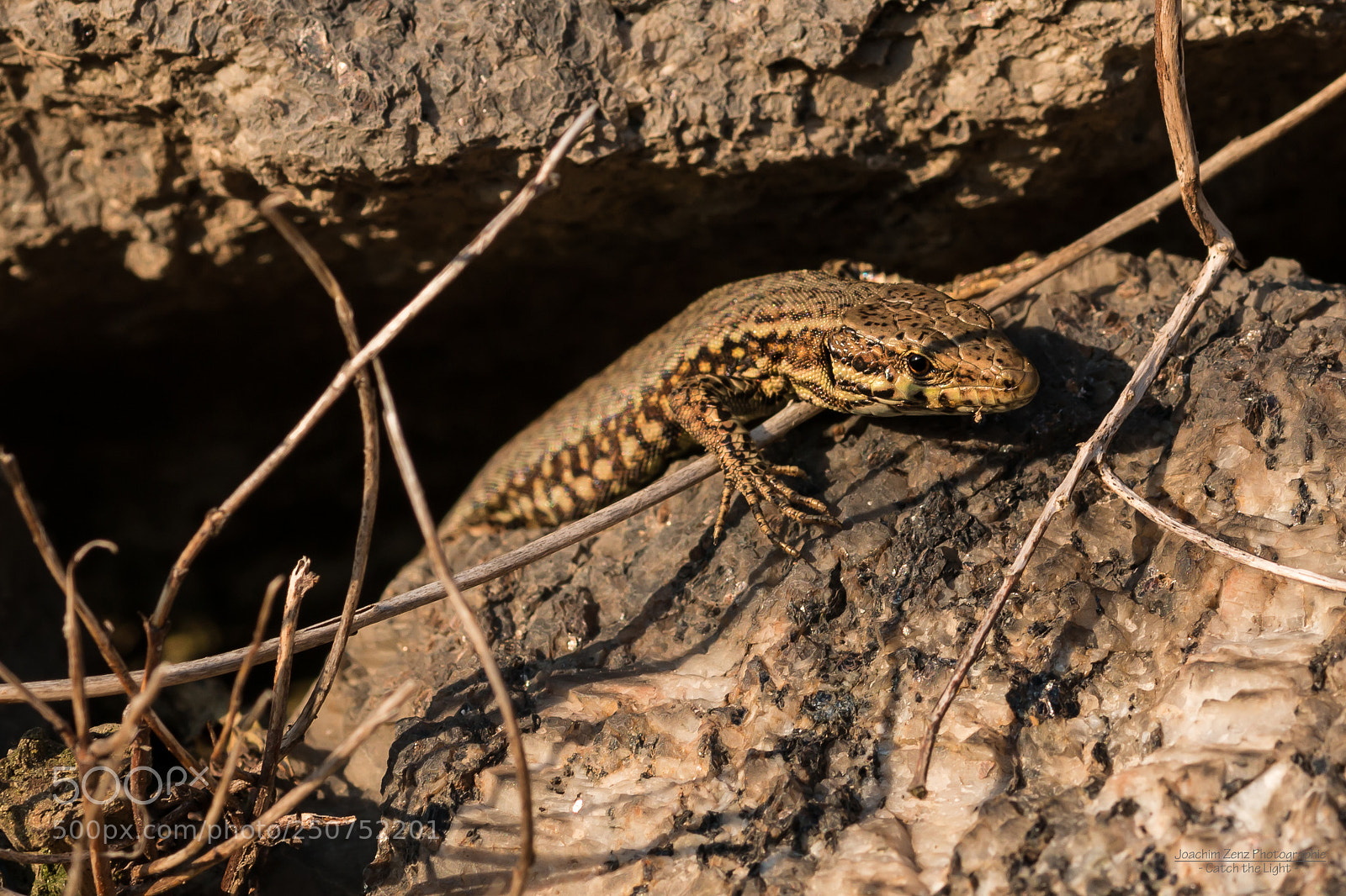 Canon EOS 70D sample photo. Lizard ... photography