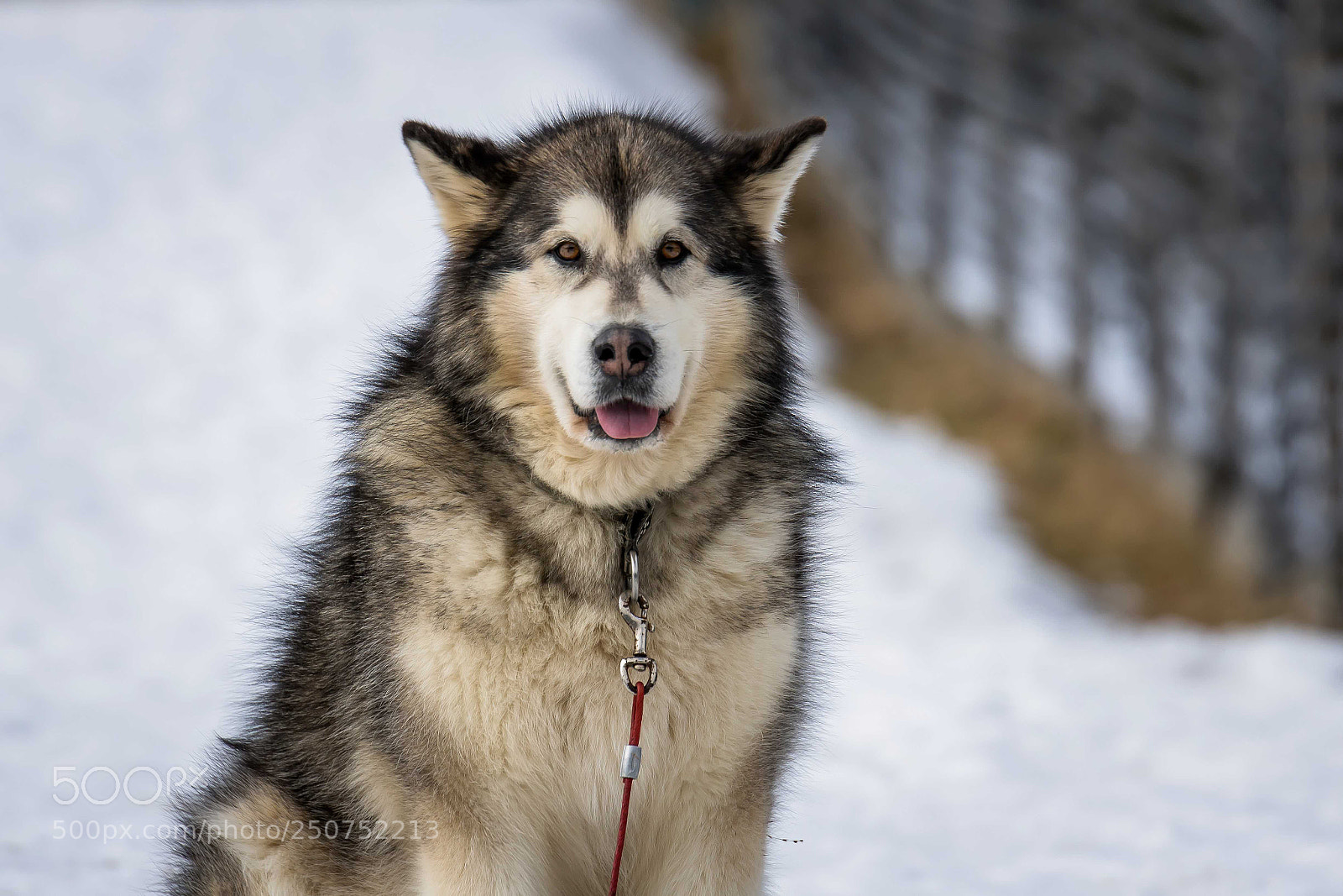 Canon EOS 760D (EOS Rebel T6s / EOS 8000D) sample photo. Duke photography
