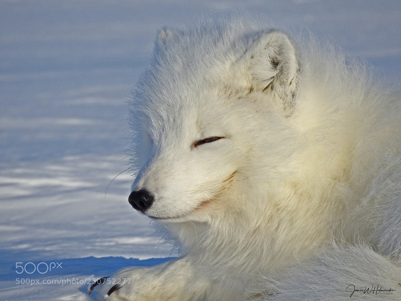 Nikon Coolpix P900 sample photo. Arctic fox face photography