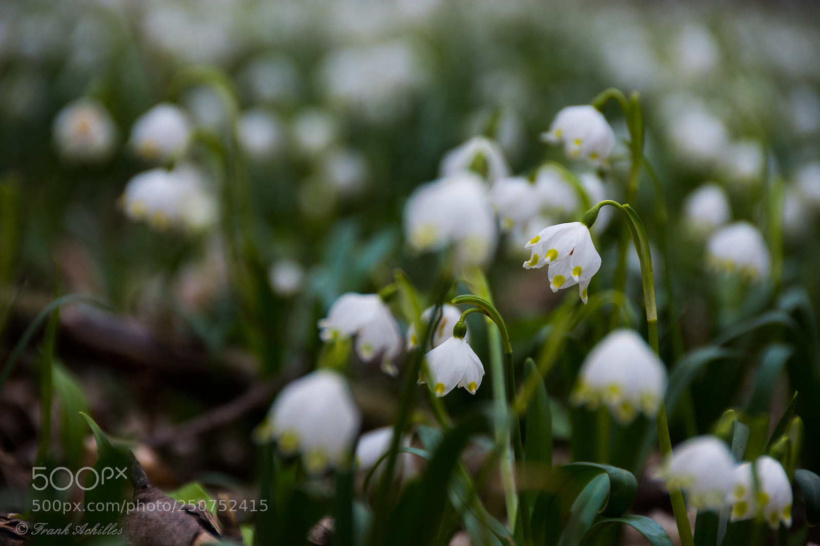 Nikon D7200 sample photo. Snowdrops photography