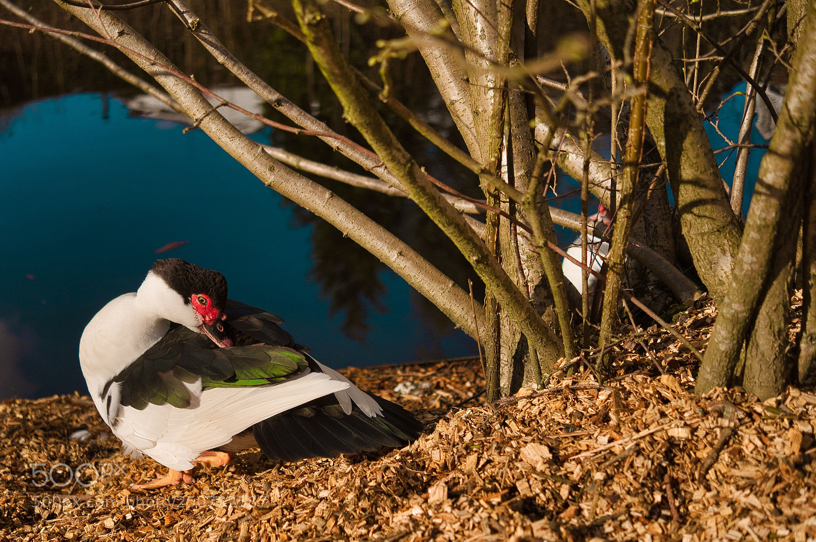 Fujifilm X-E1 sample photo. Bird photography