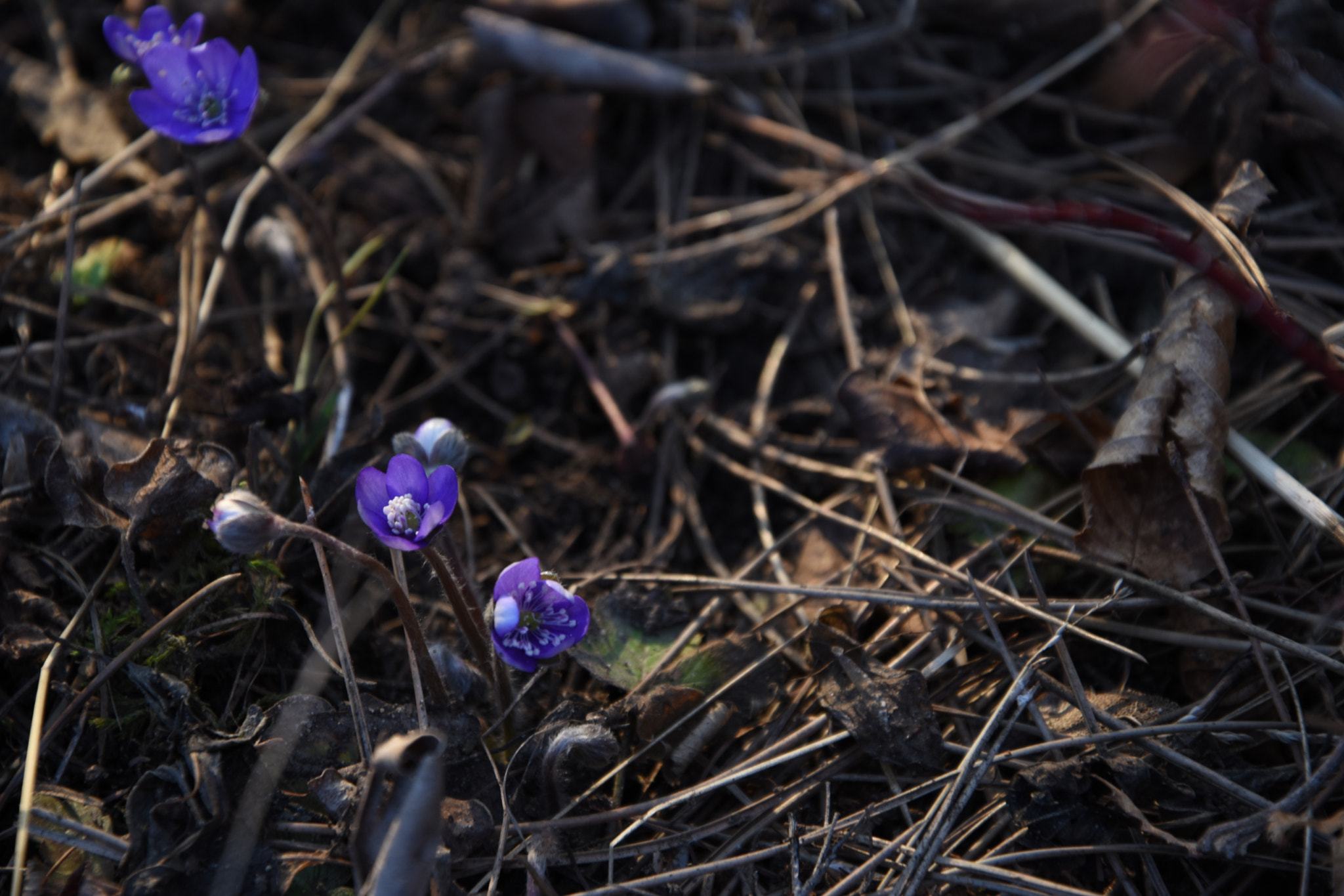 Nikon D5600 sample photo. Violet amongst the brown photography