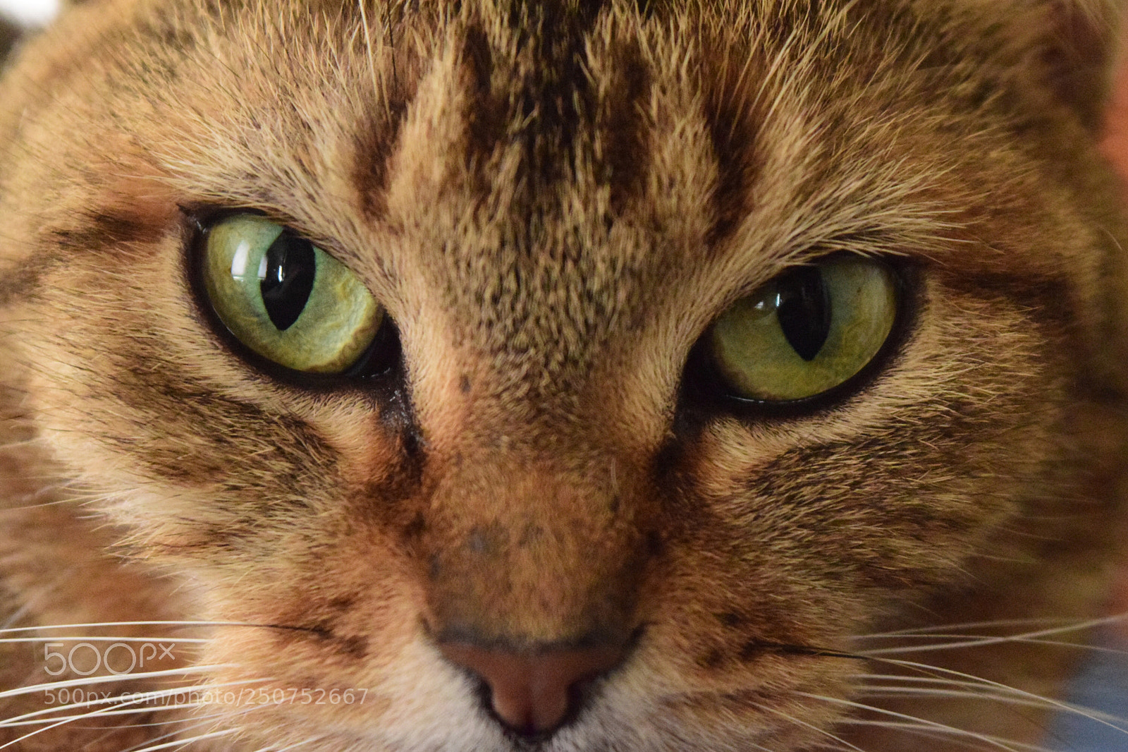 Nikon D3300 sample photo. Green eyes photography