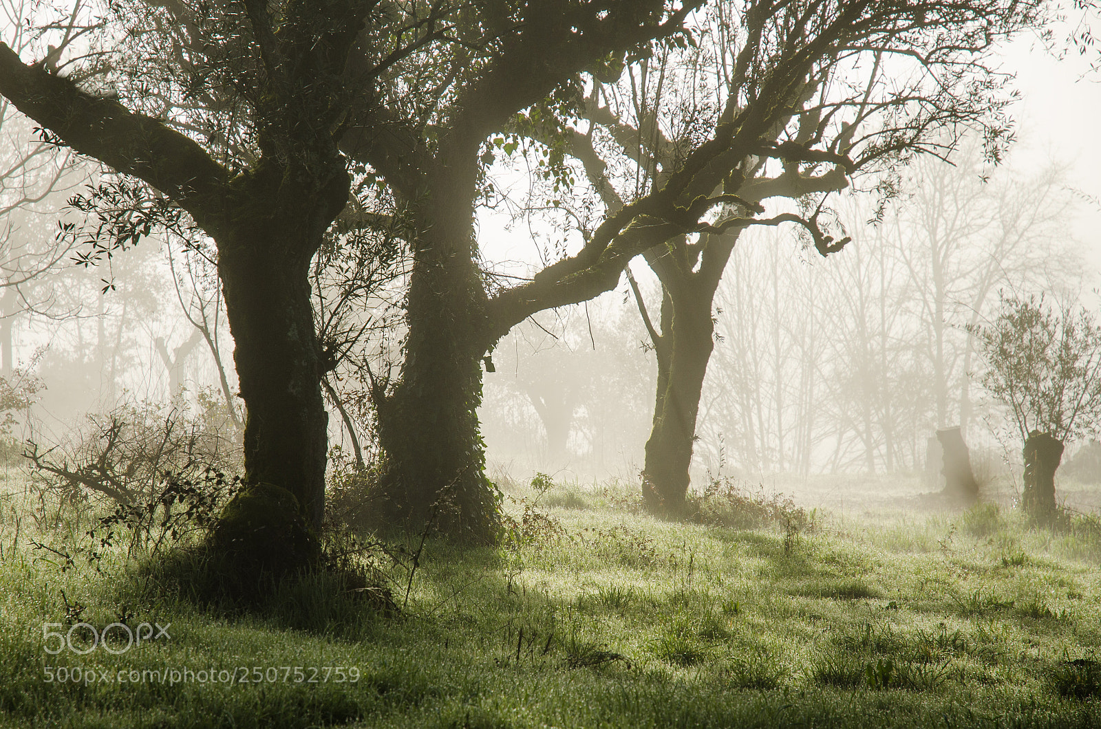 Nikon D7000 sample photo. Dawn of men photography
