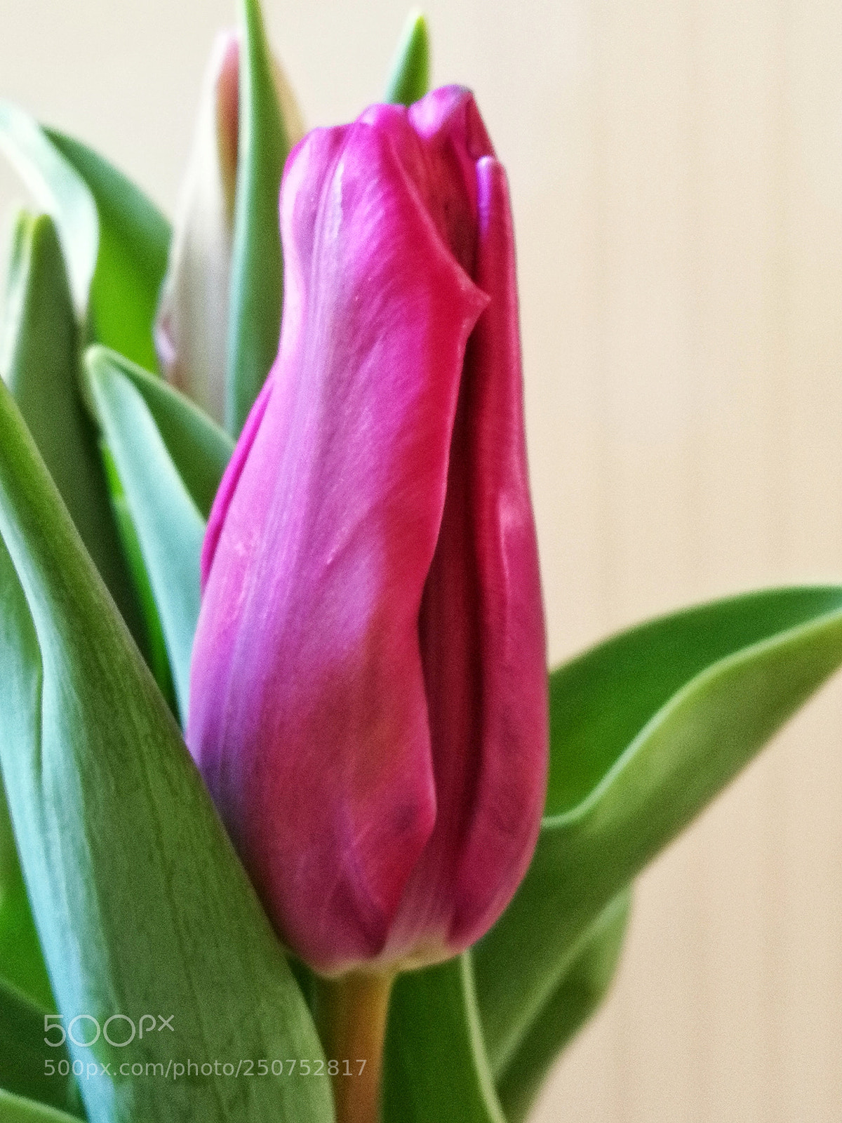 HUAWEI P10 sample photo. Forced tulip blossom photography