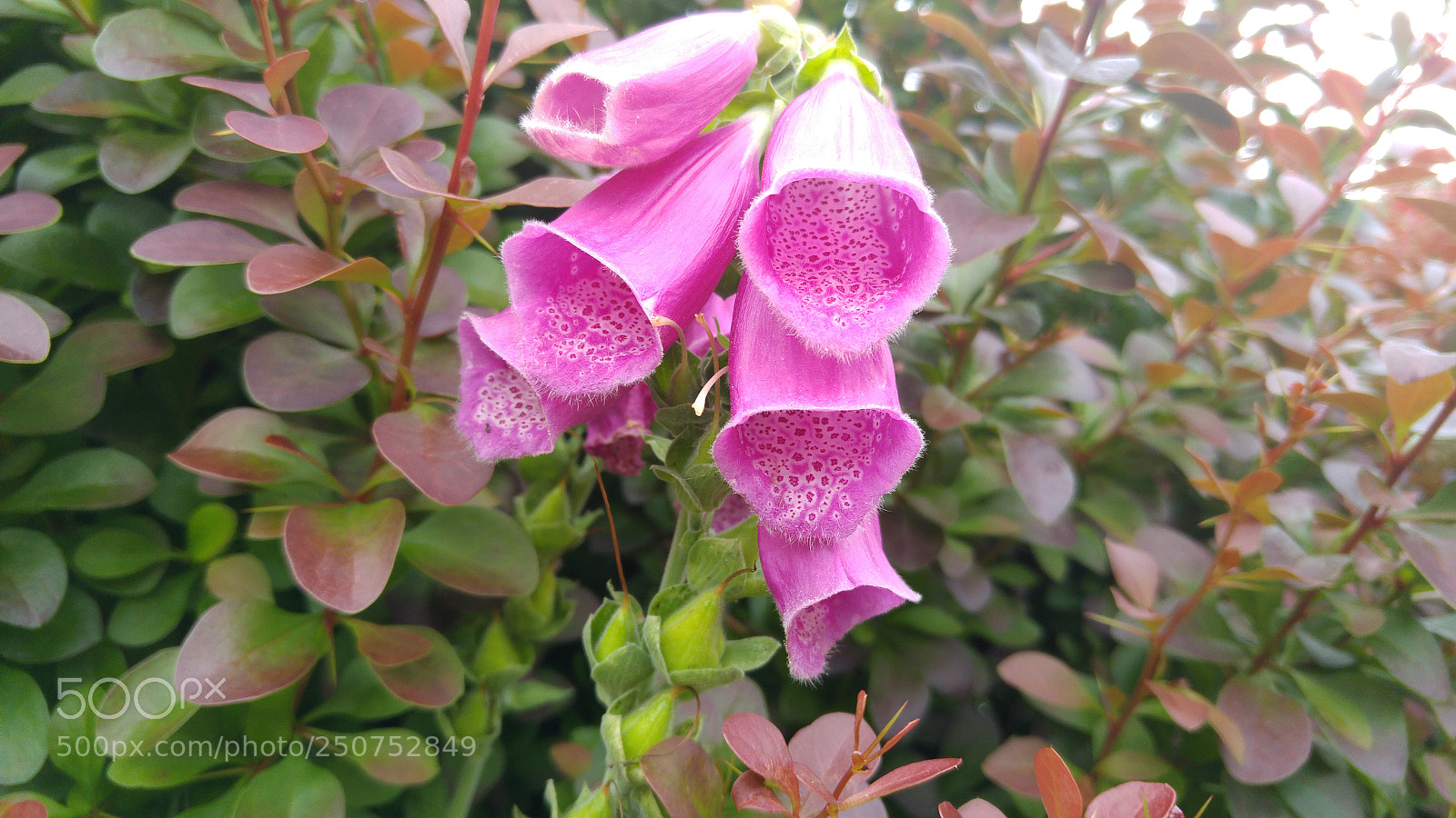 LG G4 sample photo. Pink photography
