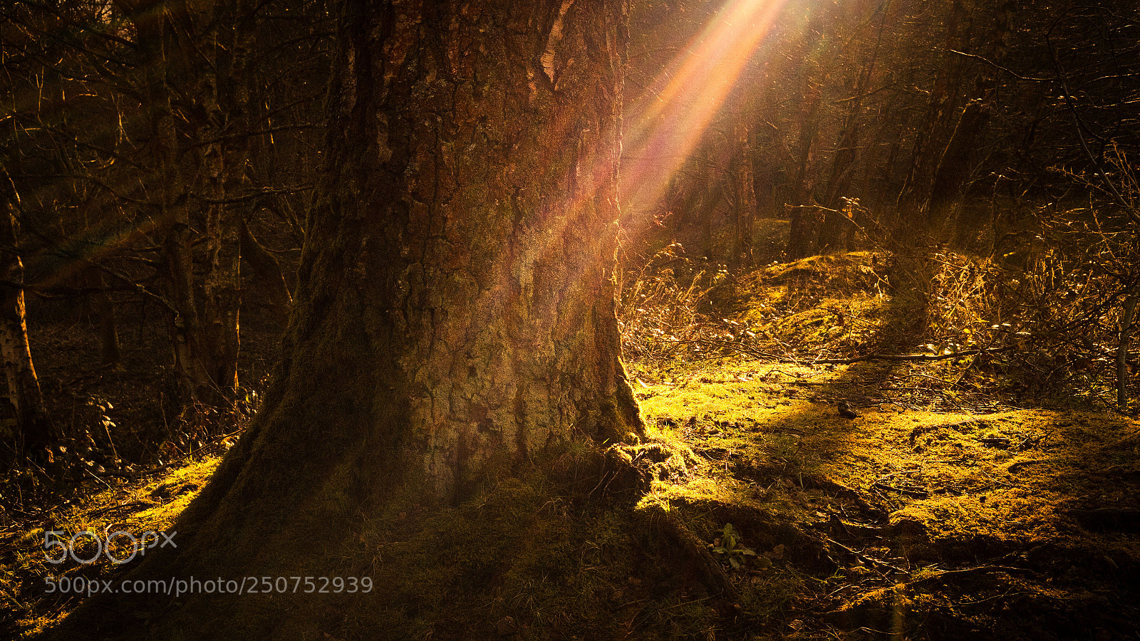 Fujifilm X-E1 sample photo. Light in the woods photography