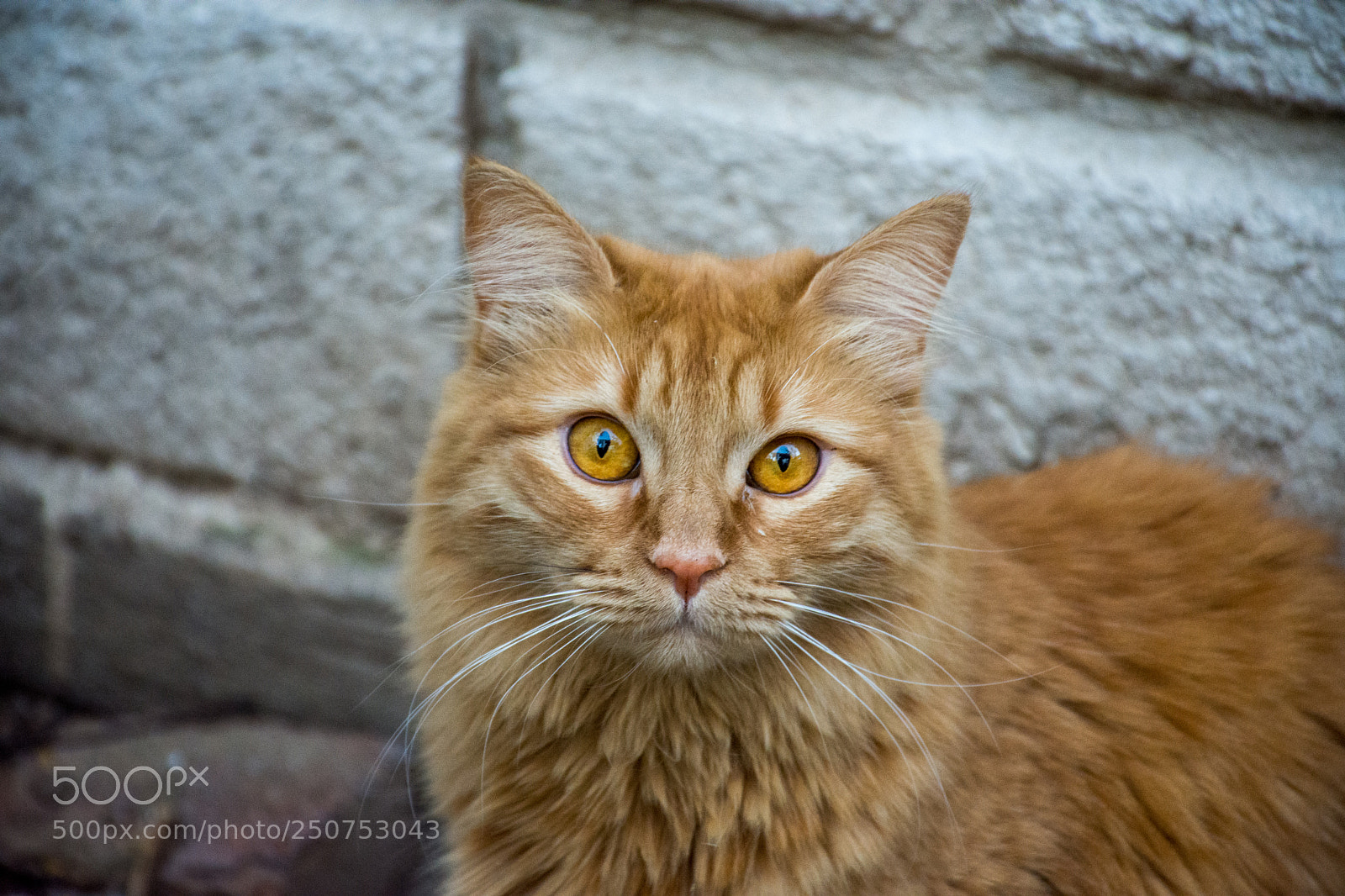 Nikon D7200 sample photo. ¨pekokis¨ photography