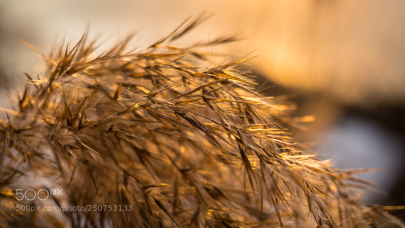 Olympus PEN E-PL6 sample photo. Golden grass photography