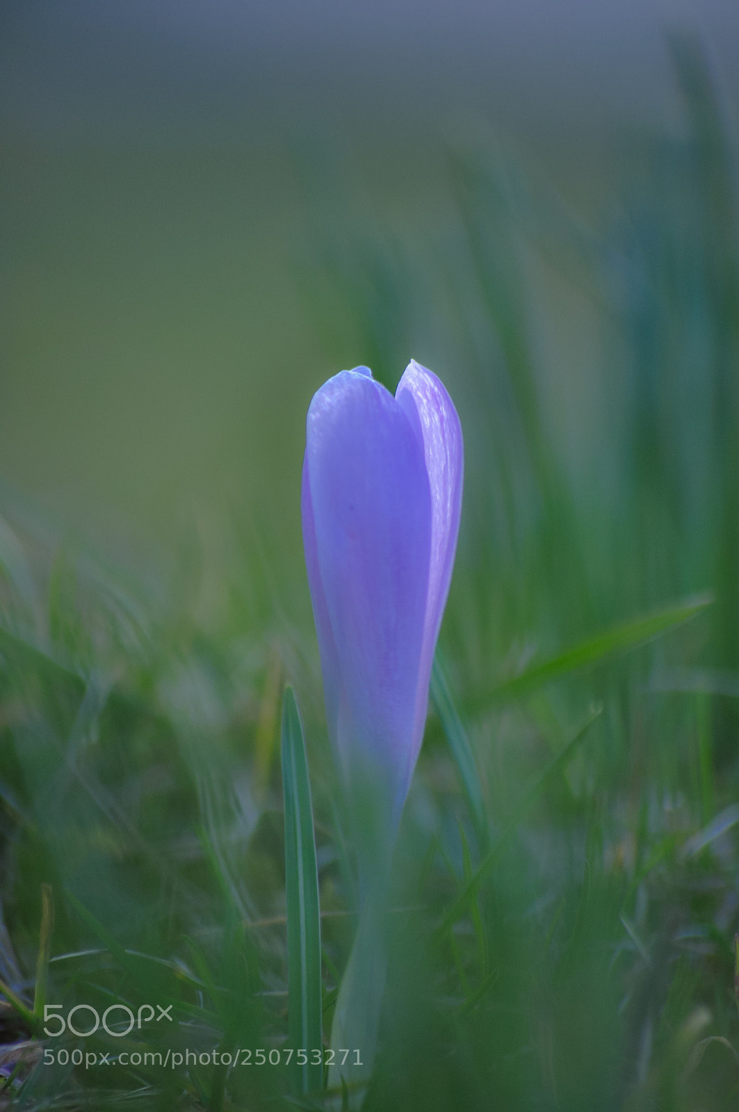 Nikon D90 sample photo. Delicate photography
