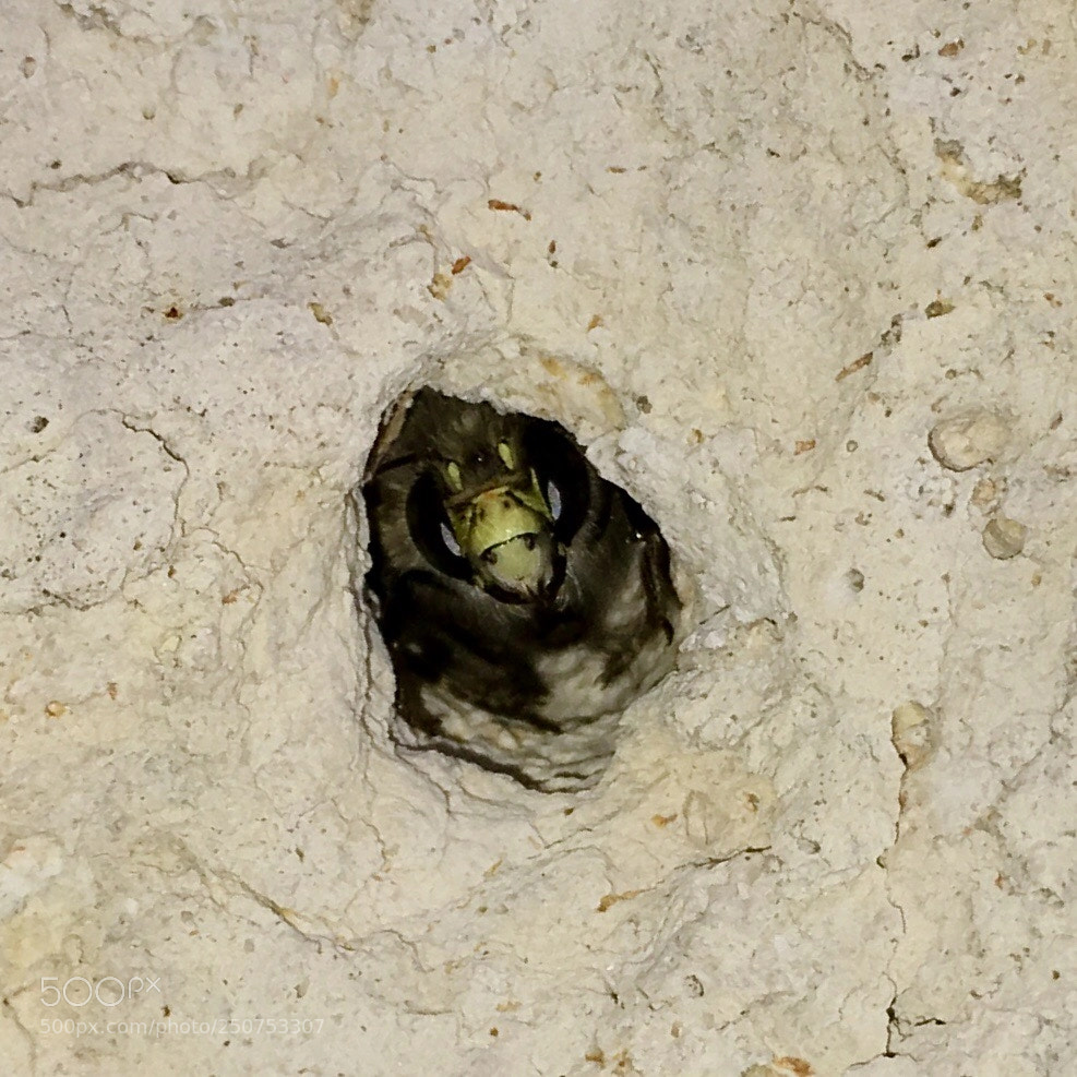 Apple iPhone 6s sample photo. Bee photography
